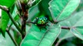 Jewel beetle on leaf in green nature Royalty Free Stock Photo