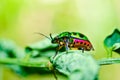 Jewel beetle on leaf in green nature Royalty Free Stock Photo