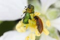 Jewel beetle, Metallic wood-boring beetle (Anthaxia nitidula) and Raspberry Beetle (Byturus tomentosus). Royalty Free Stock Photo