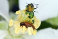 Jewel beetle, Metallic wood-boring beetle (Anthaxia nitidula) and Raspberry Beetle (Byturus tomentosus). Royalty Free Stock Photo