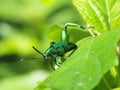 Jewel beetle, Metallic wood-boring beetle, Buprestid. Royalty Free Stock Photo