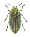 Jewel beetle or metallic wood-boring beetle, Julodis andreae sulcata Coleoptera: Buprestidae. Adult. Dorsal view. Isolated Royalty Free Stock Photo