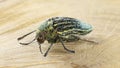 Jewel beetle or metallic wood-boring beetle, Julodis andreae sulcata Royalty Free Stock Photo