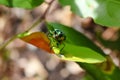 Jewel beetle, Metallic wood-boring beetle. Royalty Free Stock Photo