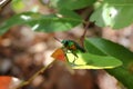 Jewel beetle, Metallic wood-boring beetle. Royalty Free Stock Photo