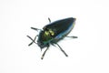 Jewel beetle, Metallic wood-boring beetle in Thailand Royalty Free Stock Photo