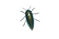 Jewel beetle, Metallic wood-boring beetle in Thailand Royalty Free Stock Photo