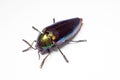 Jewel beetle, Metallic wood-boring beetle in Thailand Royalty Free Stock Photo