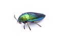 Jewel beetle or Metallic wood-boring beetle in Southeast Asia. Royalty Free Stock Photo