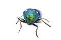 Jewel beetle or Metallic wood-boring beetle in Southeast Asia. Royalty Free Stock Photo