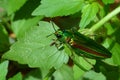 Jewel beetle, Metallic wood-boring beetle or Buprestid Royalty Free Stock Photo