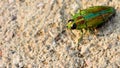 Beautiful Jewel Beetle or Metallic Wood boring or Buprestis aurulenta