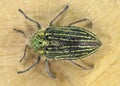 Jewel beetle or metallic wood-boring beetle, Julodis andreae sulcata Royalty Free Stock Photo