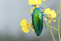 Jewel beetle or Metallic wood-boring beetle in Southeast Asia. Royalty Free Stock Photo