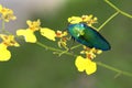 Jewel beetle or Metallic wood-boring beetle in Southeast Asia. Royalty Free Stock Photo
