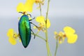 Jewel beetle or Metallic wood-boring beetle in Southeast Asia. Royalty Free Stock Photo