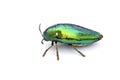 Jewel beetle or Metallic wood-boring beetle in Southeast Asia. Royalty Free Stock Photo