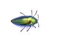 Jewel beetle or Metallic wood-boring beetle in Southeast Asia. Royalty Free Stock Photo