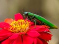 Jewel beetle perched on a flower