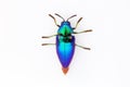 Jewel beetle Sternocera aequisignata isolated on white background Royalty Free Stock Photo