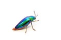 Jewel beetle Sternocera aequisignata, Metallic wood-boring beetle, Buprestid, Buprestidae on white background. Royalty Free Stock Photo
