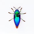 Jewel beetle Sternocera aequisignata, Metallic wood-boring beetle, Buprestid, Buprestidae on white background. Royalty Free Stock Photo