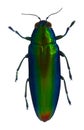 Jewel beetle Royalty Free Stock Photo