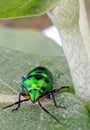 JEWEL BUG ON A LEAF Royalty Free Stock Photo
