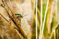 Jewel Bug Royalty Free Stock Photo