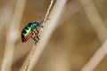 Jewel Bug Royalty Free Stock Photo