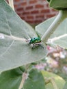JEWEL BUG ON GREEN LEAF Royalty Free Stock Photo