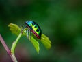 Jewel Bug on beautiful leaves in forest Royalty Free Stock Photo