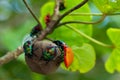 Jewel bug larvas on a tree seed Royalty Free Stock Photo