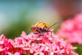 Jewel Bug on pink flower Royalty Free Stock Photo