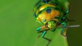 Jewel bug with vibrant colors siting on a leaf Royalty Free Stock Photo