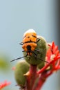 Jewel Bugs Royalty Free Stock Photo