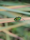 Jewel bugs Royalty Free Stock Photo