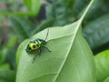 Jewel bugs in a leaf . Royalty Free Stock Photo