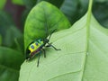 Jewel bugs in a leaf . Royalty Free Stock Photo