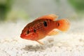 Jewel cichlid Hemichromis bimaculatus aquarium fish