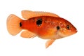 Jewel cichlid Hemichromis bimaculatus aquarium fish Royalty Free Stock Photo