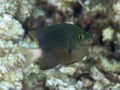 Jewel damselfish Royalty Free Stock Photo