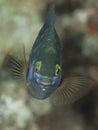 Jewel damselfish