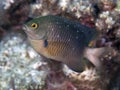 Jewel damselfish