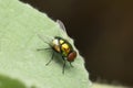 Jewel fly on leaf, Satara, Maharashtra Royalty Free Stock Photo