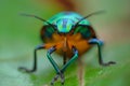 Jewel Insects, nature, natural, macro photographs