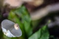 A Jewel in the Lily: The Enchanting Arum Lily Frog