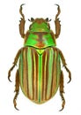 Jewel scarab beetle Chrysina adelaida from Mexico