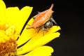 A jewel spider is looking for prey on a wild mushroom. Royalty Free Stock Photo