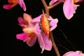 A jewel spider is looking for prey in a wildflower. Royalty Free Stock Photo